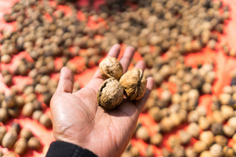 Fill your gut with walnuts